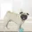 Pooch Care