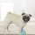Pooch Care
