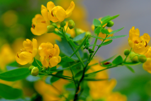 A Traditional Herbal Elixir: Avaram Tea