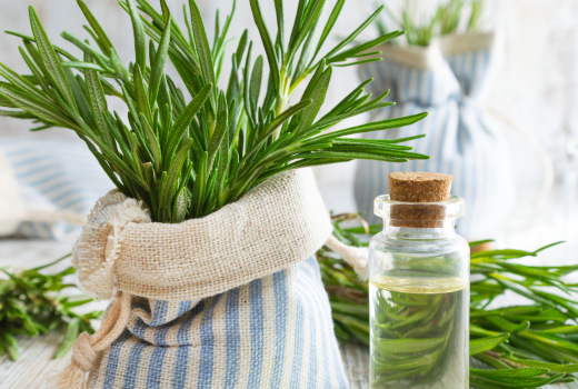 Potential Benefits of Rosemary