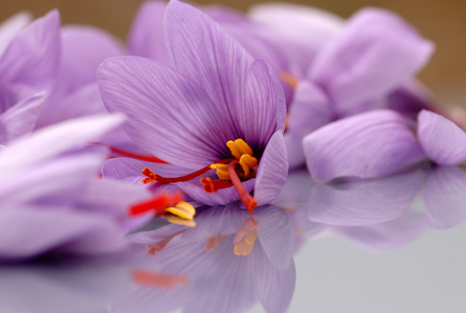 Saffron Tea - Health Benefits