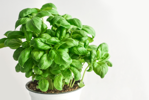 Sweet Basil - The Herbaceous Oil