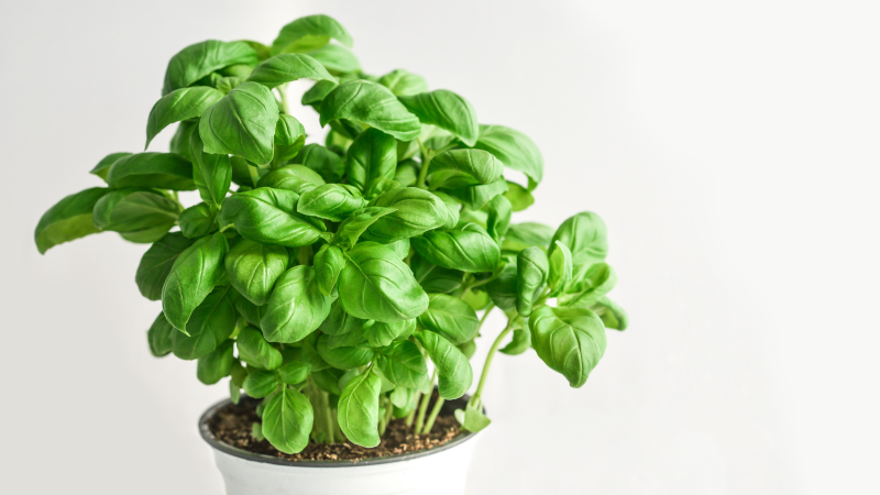 Sweet Basil - The Herbaceous Oil Sweet Basil - The Herbaceous Oil