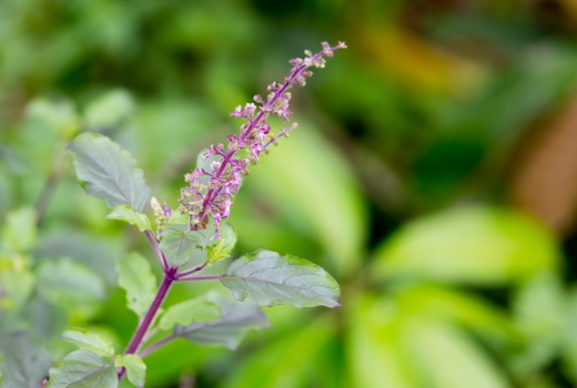 Tulsi - The Holy Basil