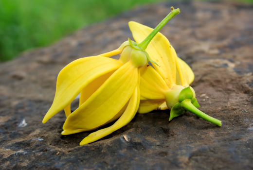 Explore The Sweet Essence